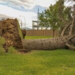 Fallen Tree Removal