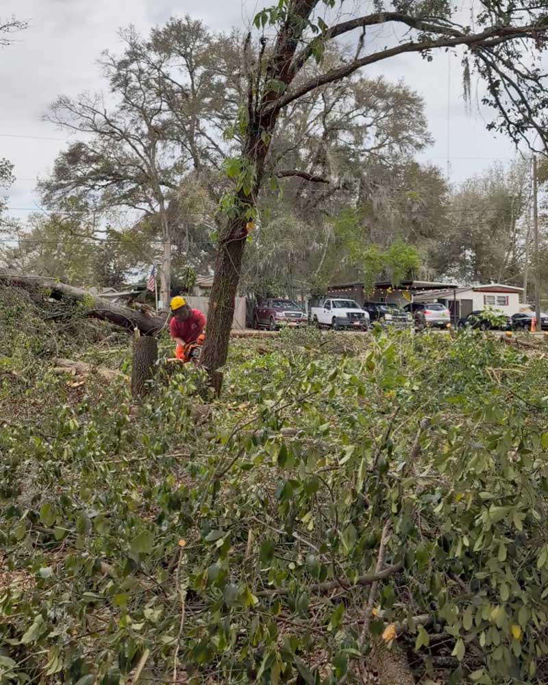 Land Clearing