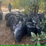 Landscape Cleanup