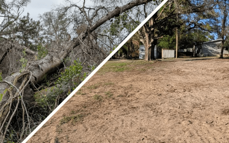 Before and after image of storm debris removal and brush clearing service in Tampa Bay, showing a large fallen tree cleared from a property
